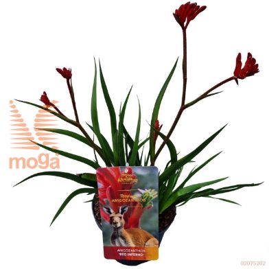 http://twentheplant.nl/tsd/82539_ANRINFER_8p17030040_2.jpg