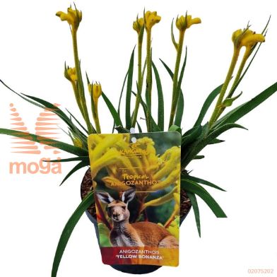 http://twentheplant.nl/tsd/82539_ANYBONAN_8p17030040_2.jpg
