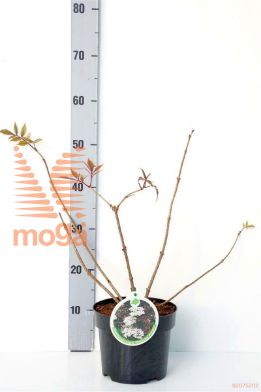http://twentheplant.nl/tsd/80612_SANGPURP_8P19030040_1.jpg