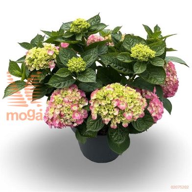 http://twentheplant.nl/tsd/81210_HYMKGEOR_9C12040060_2.jpg