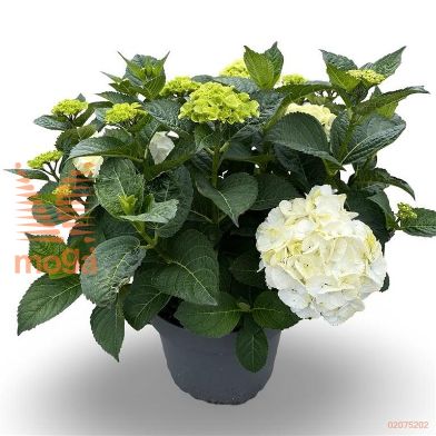 http://twentheplant.nl/tsd/81210_HYMWUDU_9C12040060_2.jpg