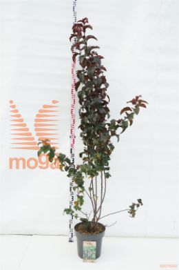 http://twentheplant.nl/tsd/81210_MATSCARL_9C12125150_1.jpg