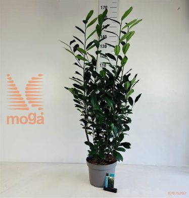 http://twentheplant.nl/tsd/61862_PRLELLY_9C10080100_1.jpg
