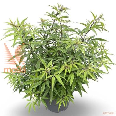 http://twentheplant.nl/tsd/81210_VIACDBLU_9C12080100_2.jpg