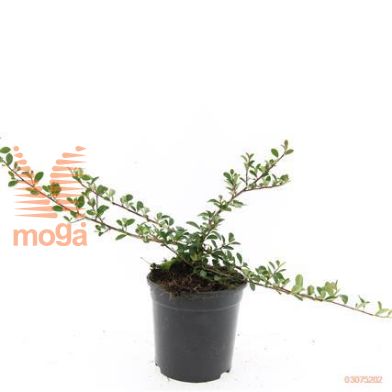 http://twentheplant.nl/tsd/54451_COREICHH_8P15_1.jpg