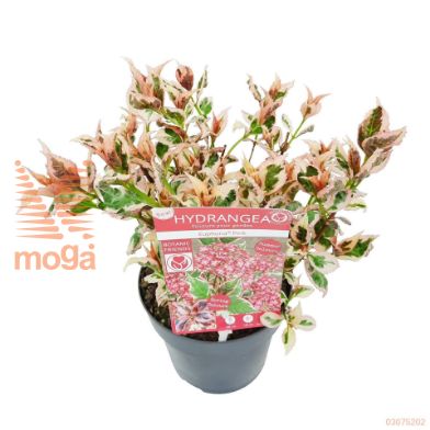 http://twentheplant.nl/tsd/82824_HYSEUPHO_8P15_2.jpg