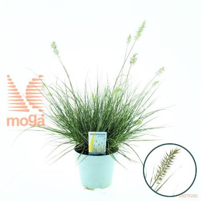 http://twentheplant.nl/tsd/51007_PEALHONE_8P17_2.jpg