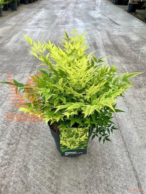 http://twentheplant.nl/tsd/62347_NALLIME_9C10030040_2.jpg