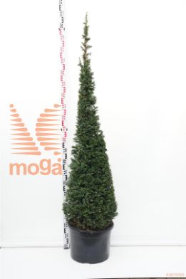 http://twentheplant.nl/tsd/62347_TABACCAT_vp150175c35_1.jpg