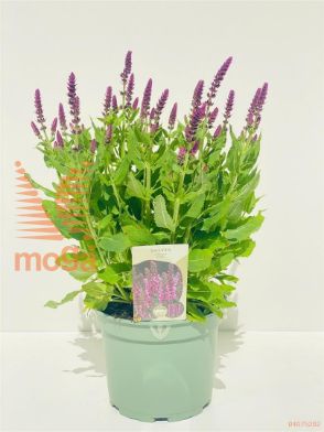 http://twentheplant.nl/tsd/98775_SANSROSE_8P19_1.jpg