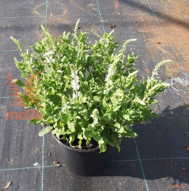 http://twentheplant.nl/tsd/98775_SANSCHNE_8P17_1.jpg