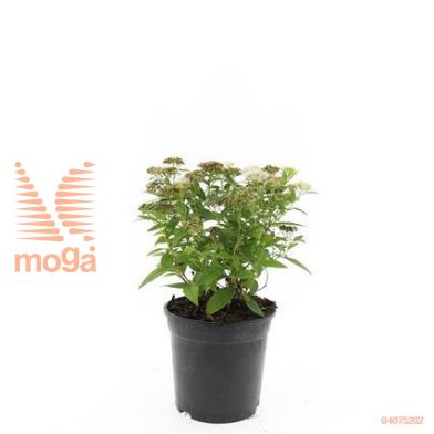 http://twentheplant.nl/tsd/54451_SPJALBIF_8P15_1.jpg