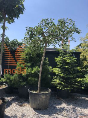 Ginkgo biloba "Horizontalis" |16/18|Half standard|FI:150-200|C