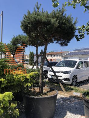 Pinus sylvestris |25/30|Half standard|C