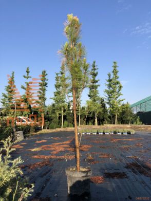 japonski bor "Fastigiata"