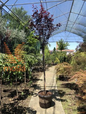 Prunus cerasifera "Nigra" |8/10|Half standard|C20