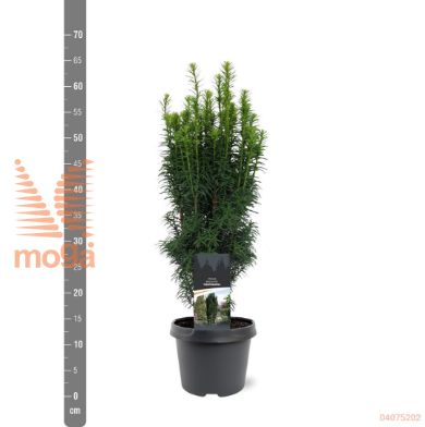 http://twentheplant.nl/tsd/55938_TABFASTI_8p19040050_2.jpg