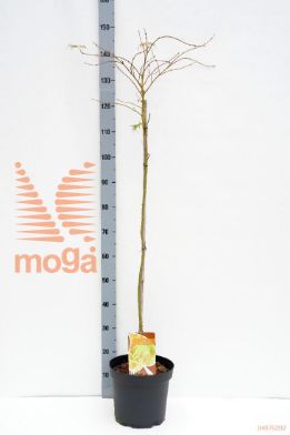 http://twentheplant.nl/tsd/90350_ACPDISSE_S090P26_1.jpg
