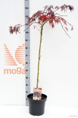 http://twentheplant.nl/tsd/90350_ACPISHID_S090P26_1.jpg