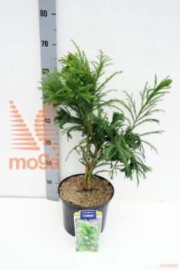 http://twentheplant.nl/tsd/90350_CRJCRIST_8P23050060_1.jpg