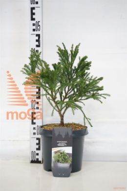 http://twentheplant.nl/tsd/55938_CRJSERAM_8P19020025_1.jpg