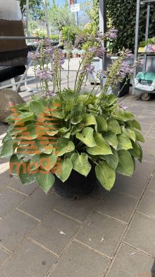 fortunova hosta