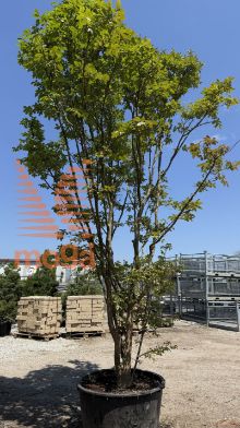 Lagerstroemia indica |500-600|Multi stem|C