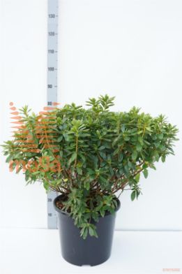 http://twentheplant.nl/tsd/55836_RHLUZI_9c20050060_1.jpg