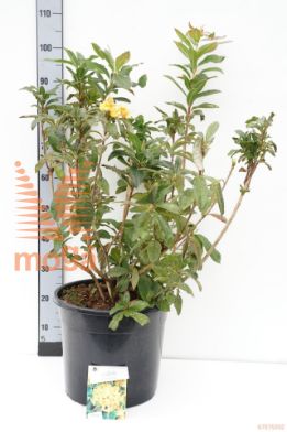 http://twentheplant.nl/tsd/55836_RHOHMOON_9c20060080_1.jpg