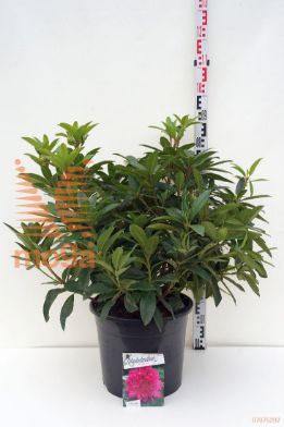 http://twentheplant.nl/tsd/55836_RHAKRUSC_9c20060080_1.jpg