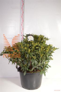 http://twentheplant.nl/tsd/55836_RHGERMAN_9C20060_2.jpg