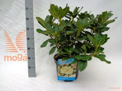 http://twentheplant.nl/tsd/55836_RHHMONAR_9C10050060_1.jpg