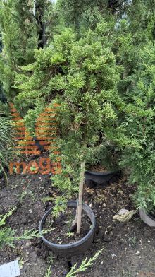 Juniperus horizontalis "Prince of Wales" |Half standard|C