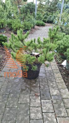 Pinus mugo "Paradies"