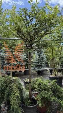 Euonymus alatus |10/12|3/4 stem|C30