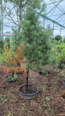 Pinus sylvestris "Globosa Viridis" |Half standard|FI:60-80|C