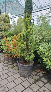 Chamaecyparis obtusa "Tetragona Aurea"
