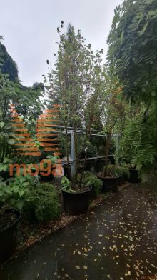 Tilia cordata "Winter Orange" |400-450|Multi stem|C