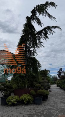 Cedrus deodara "Pendula" |700+|80/85|soliter|C