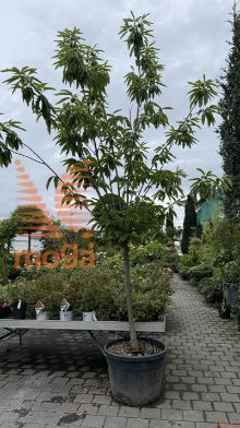 Castanea "Bouche de Betizac" |18/20|Half standard|C