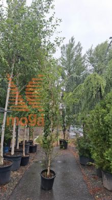 Betula pendula "Fastigiata Joes"