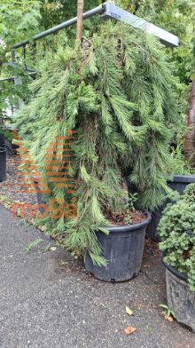 Pinus jotosho "Pendula"