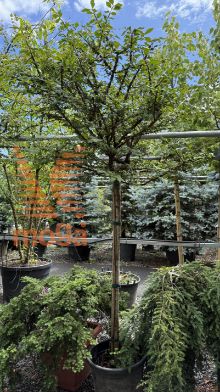 Euonymus alatus |12/14|3/4 stem|C