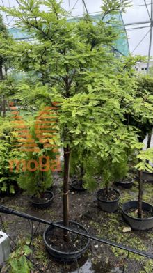 Slika Metasequoia glyptostroboides "Hamlet's Broom" |1/2-Std|FI:40-60|C