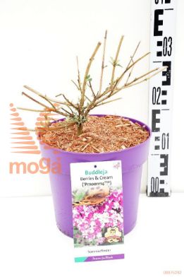 http://twentheplant.nl/tsd/91250_BUDBCREA_8P23_1.jpg