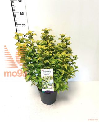 http://twentheplant.nl/tsd/91250_CACGGOLD_8p23_2.jpg