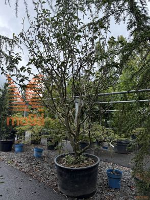 magnolija "Apollo"