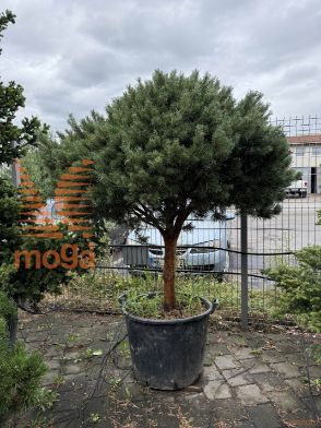 Pinus sylvestris "Watereri" |Half standard|FI:125-150|soliter|C