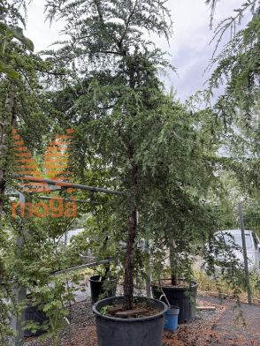Cedrus deodara "Pendula" |450-500|C