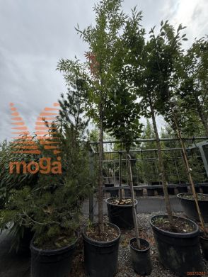 japonska okrasna češnja "Taihaku"